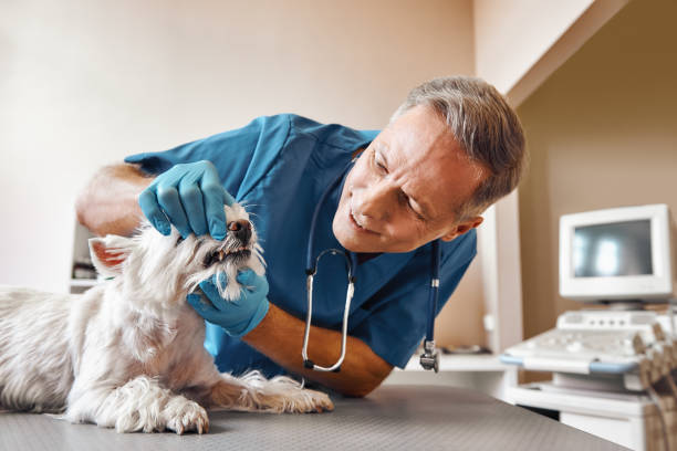Best Mobile Emergency Dentist in Smyrna, GA